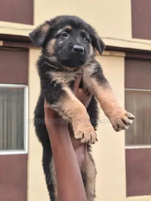 1-3 months Female Purebred German Shepherd