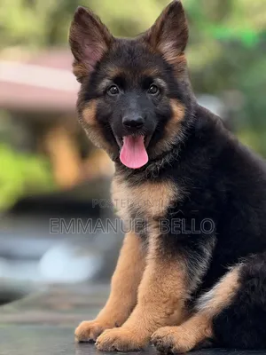 1-3 months Female Purebred German Shepherd