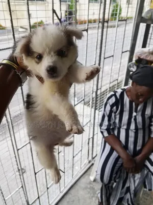 1-3 months Female Purebred American Eskimo