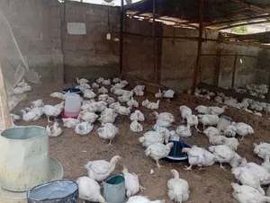4 Weeks Broilers