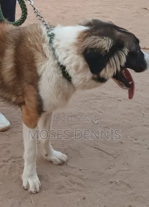 1+ year Male Purebred Caucasian Shepherd
