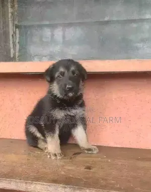 1-3 months Male Purebred German Shepherd