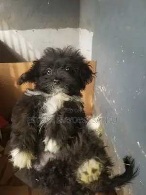 1-3 months Male Purebred Lhasa Apso