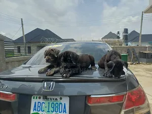1-3 months Female Purebred Cane Corso