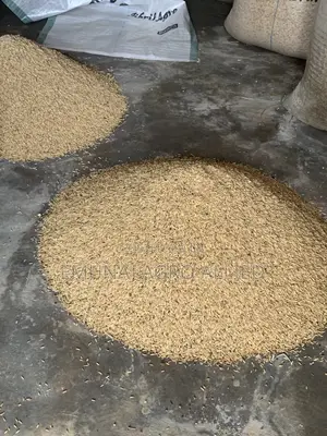 Paddy Rice