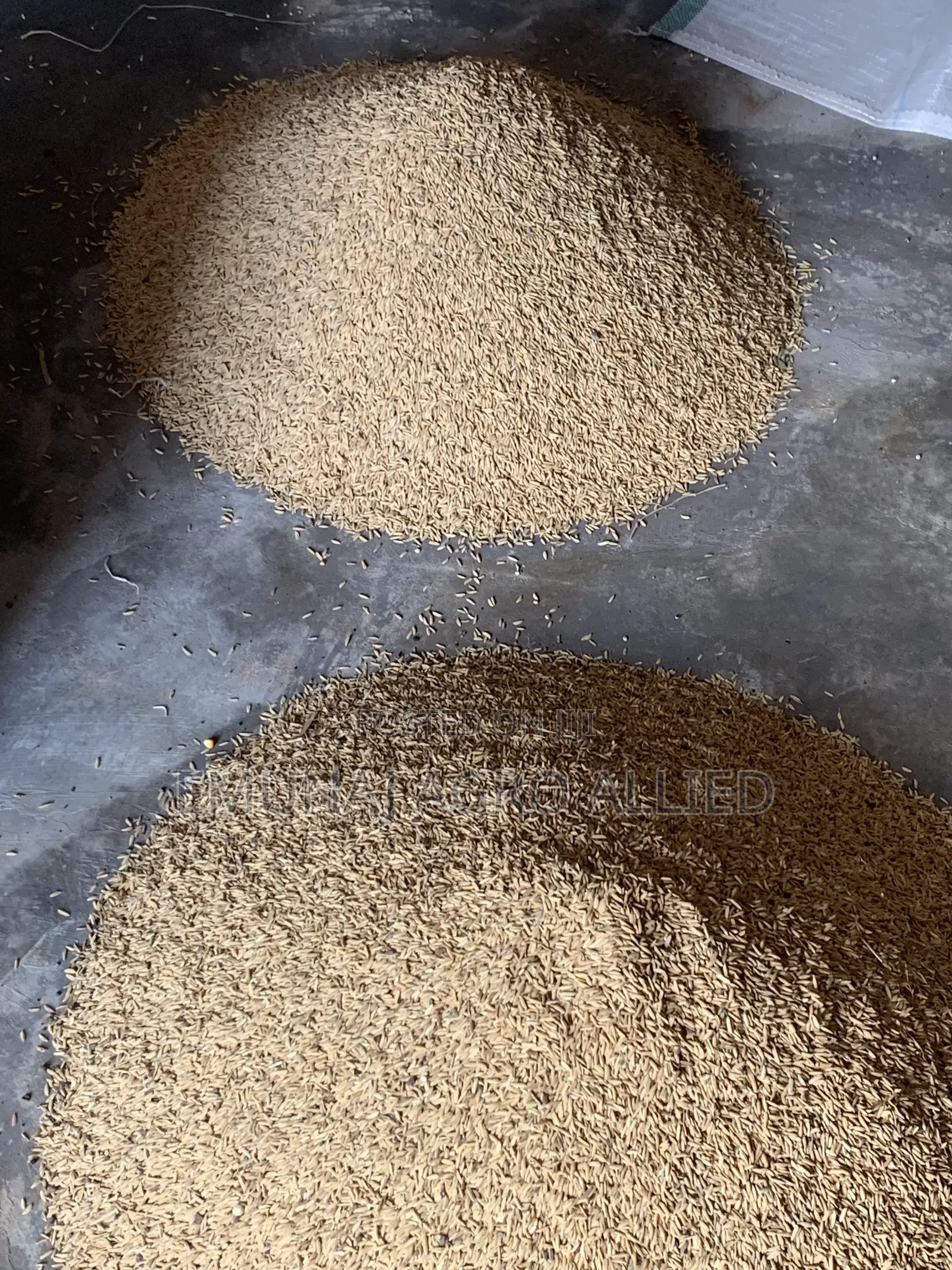 Paddy Rice