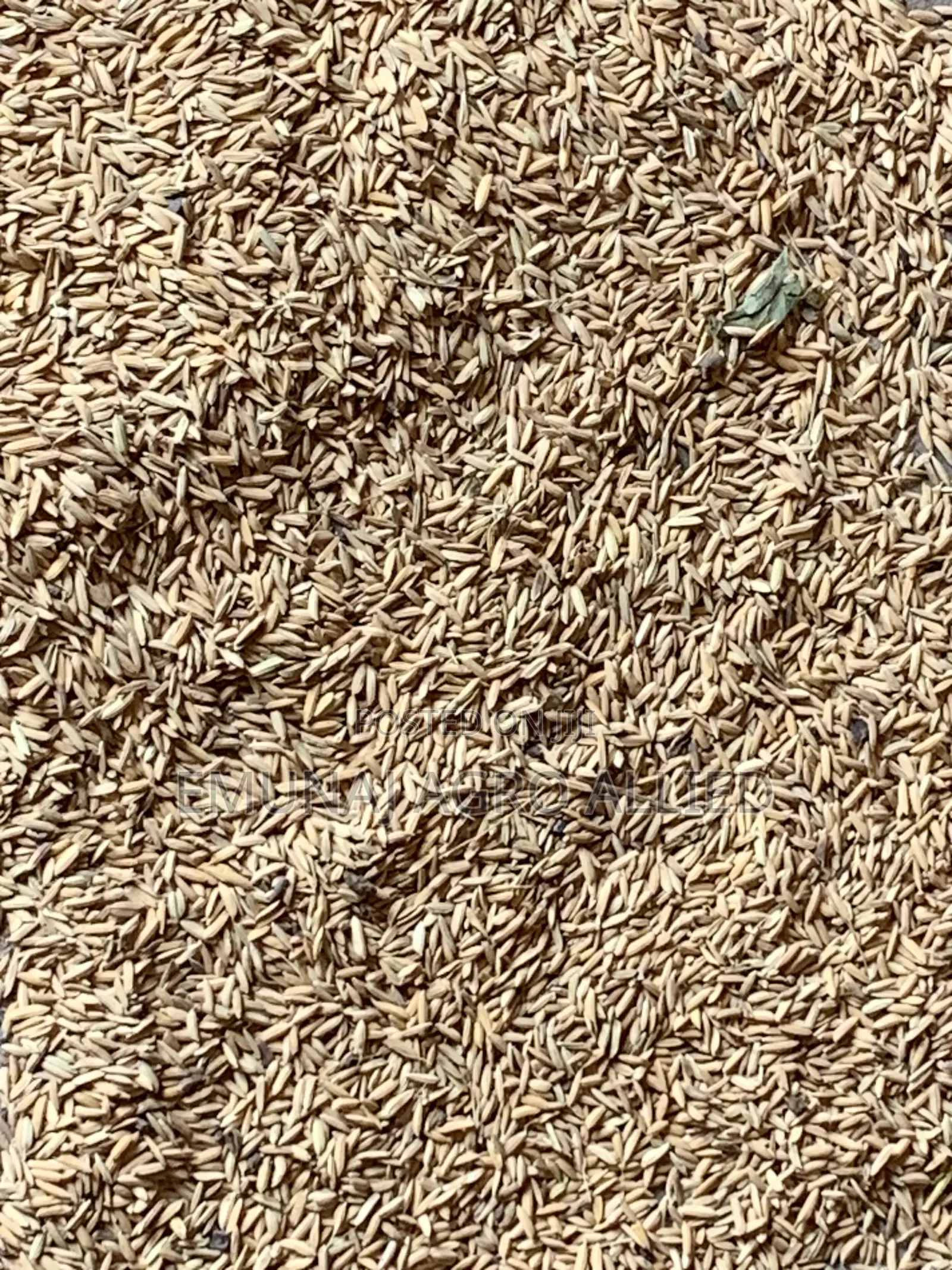 Paddy Rice