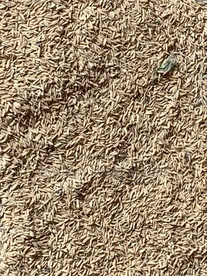 Paddy Rice