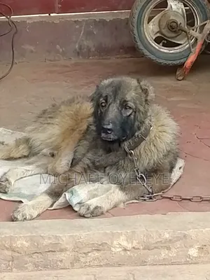 1+ year Male Purebred Caucasian Shepherd