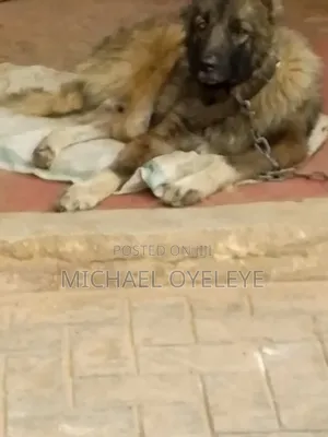 1+ year Male Purebred Caucasian Shepherd