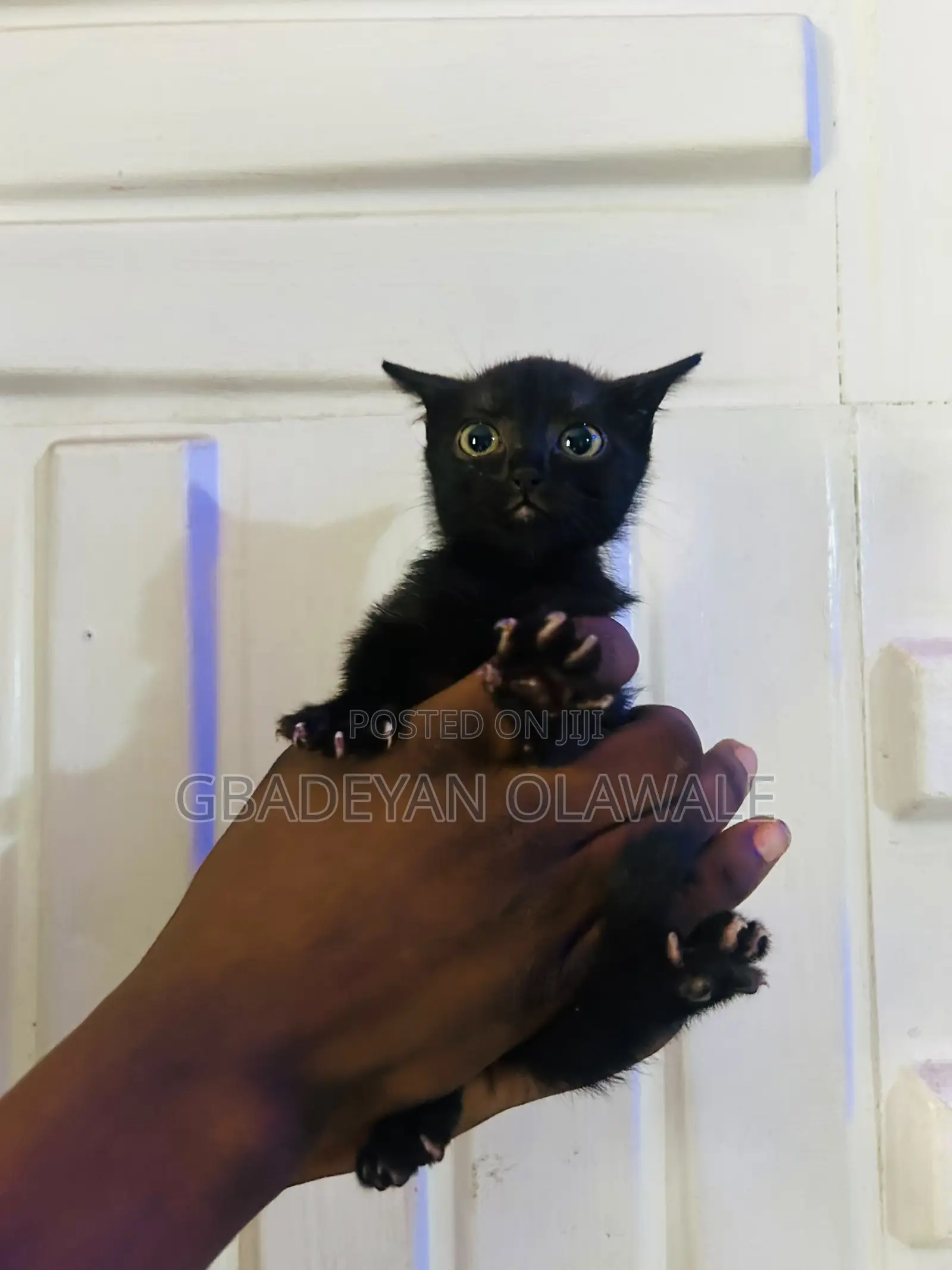1-3 months Female Mixed Breed Bombay
