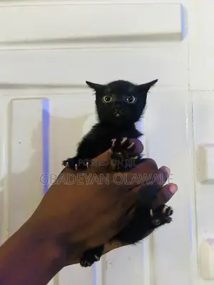 1-3 months Female Mixed Breed Bombay