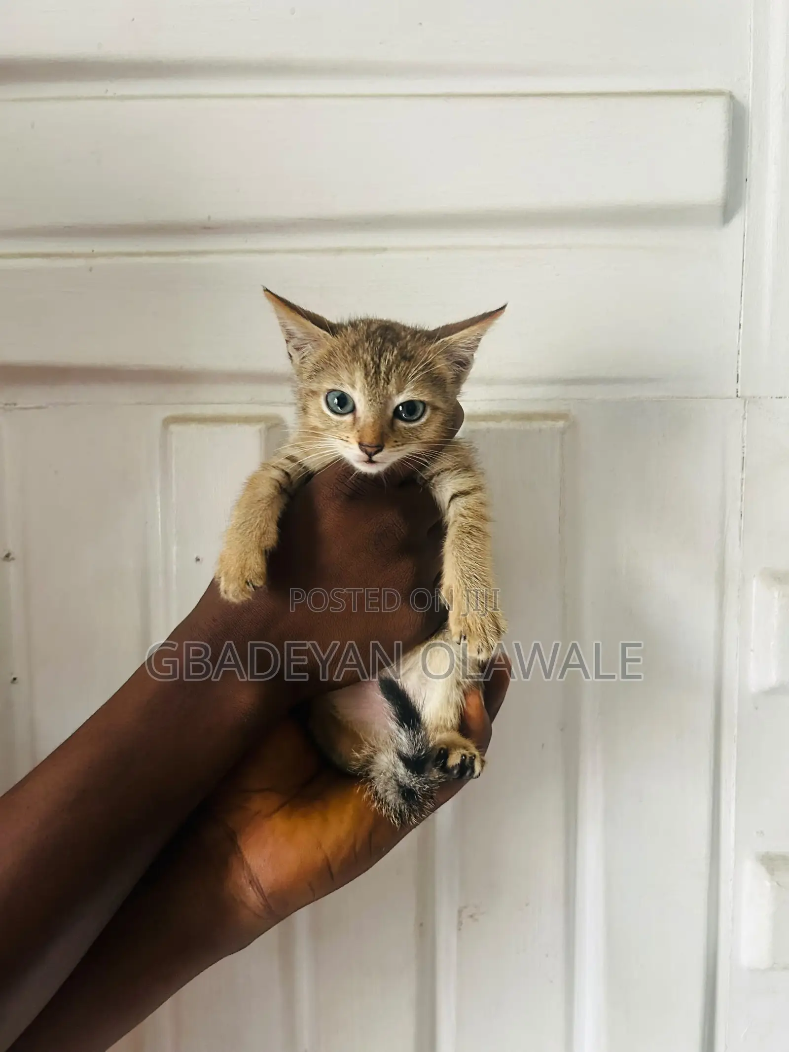 1-3 months Female Mixed Breed Bombay