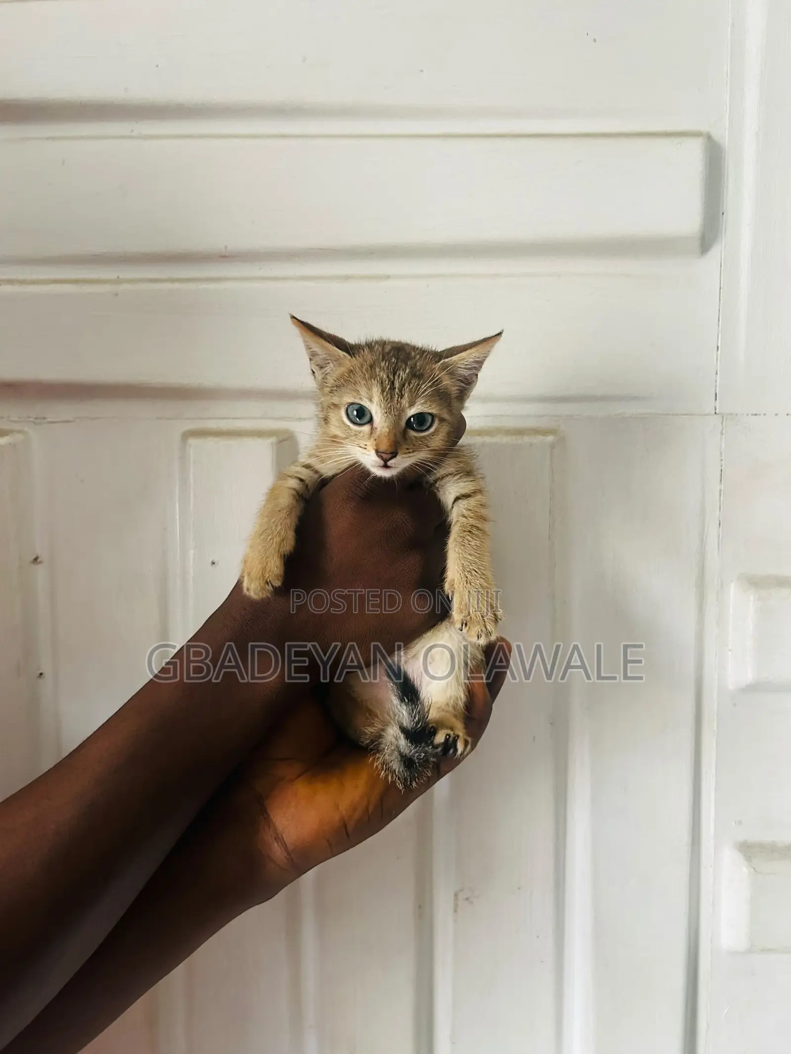 1-3 months Female Mixed Breed Bombay