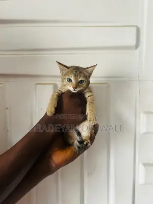 1-3 months Female Mixed Breed Bombay