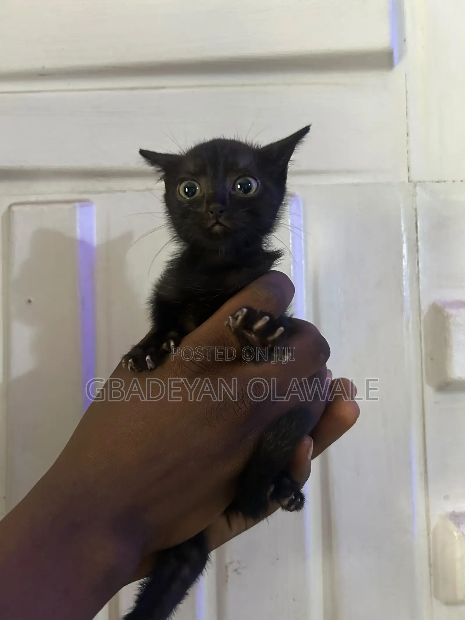 1-3 months Female Mixed Breed Bombay