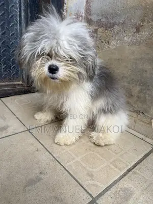6-12 months Male Purebred Lhasa Apso