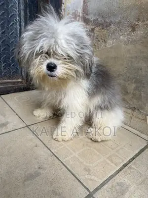 6-12 months Male Purebred Lhasa Apso