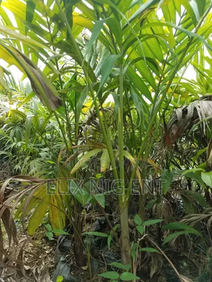 Queens Palm and Fox Tail