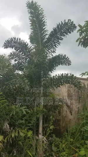 Queens Palm and Fox Tail