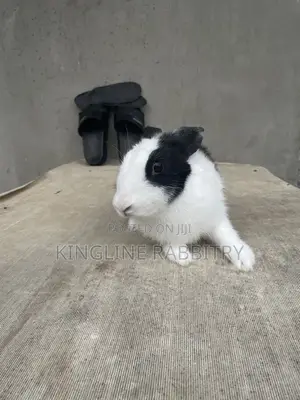 4 Month Old Dutch Rabbit
