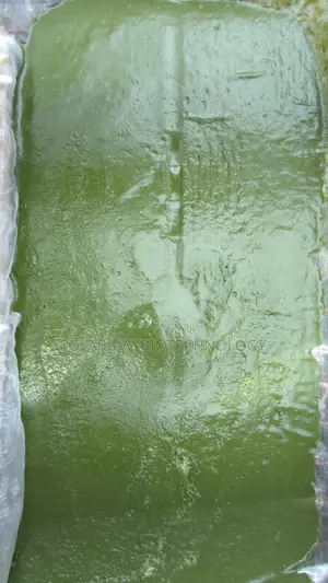 The Organism. Chlorella Powder 100g