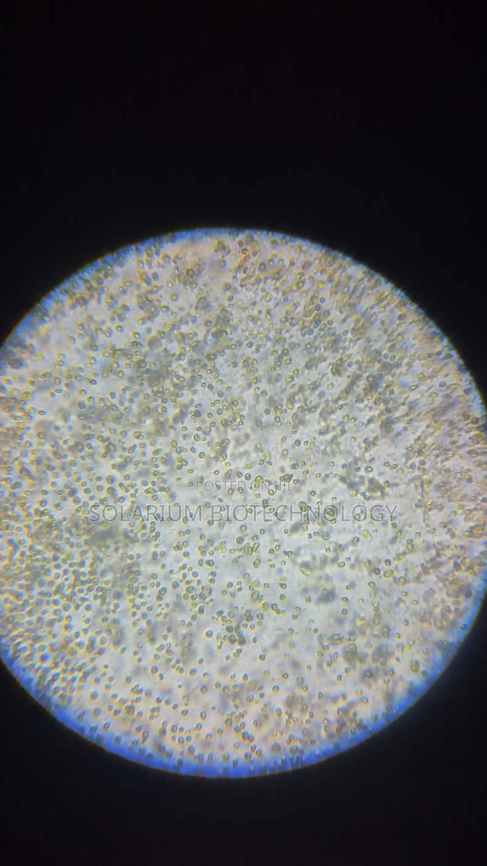 The Organism. Chlorella Powder 100g