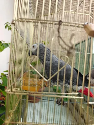 Africa Talking Bird Parrots