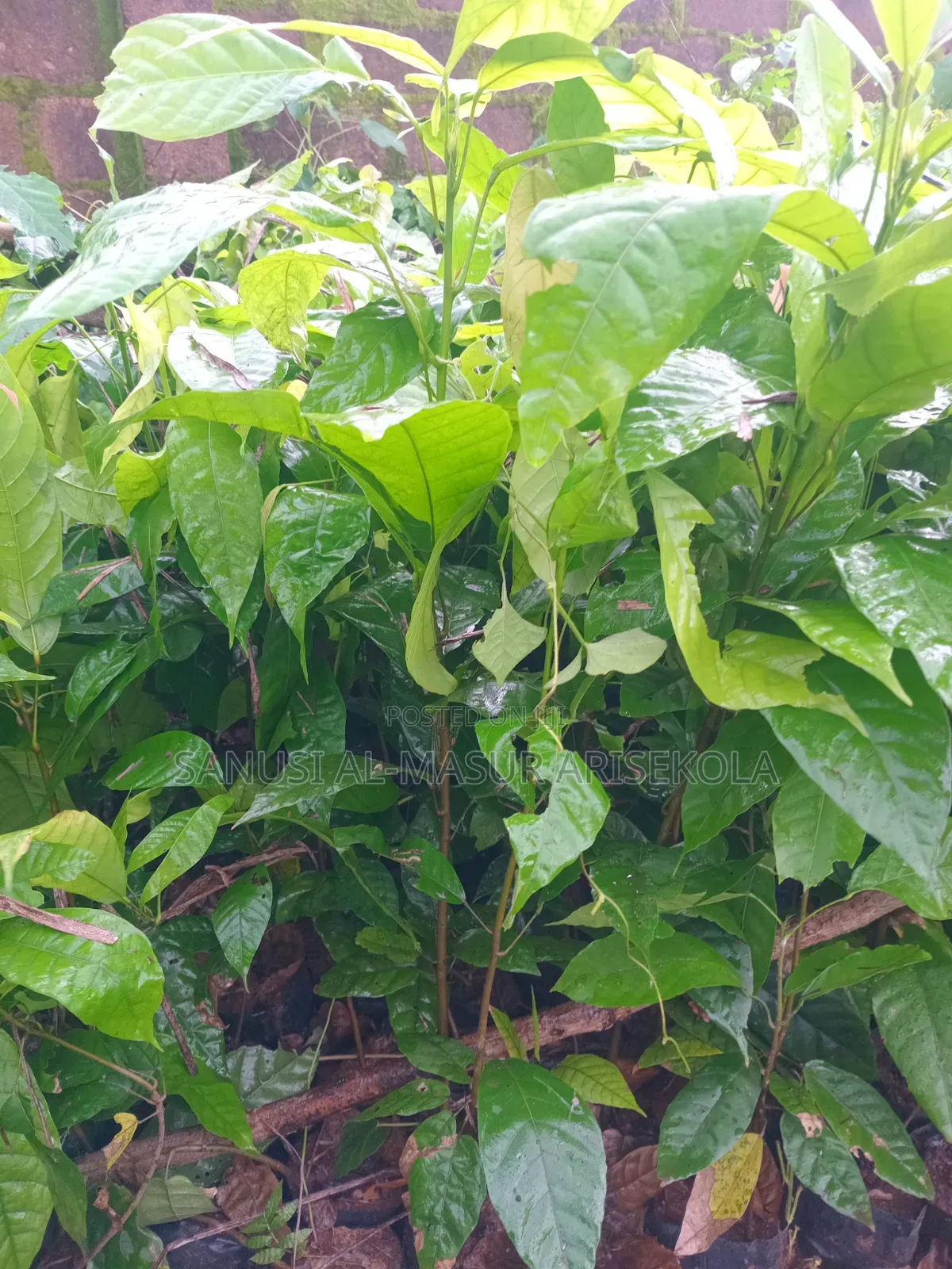 18 Months Hybrids Cocoa Seedlings