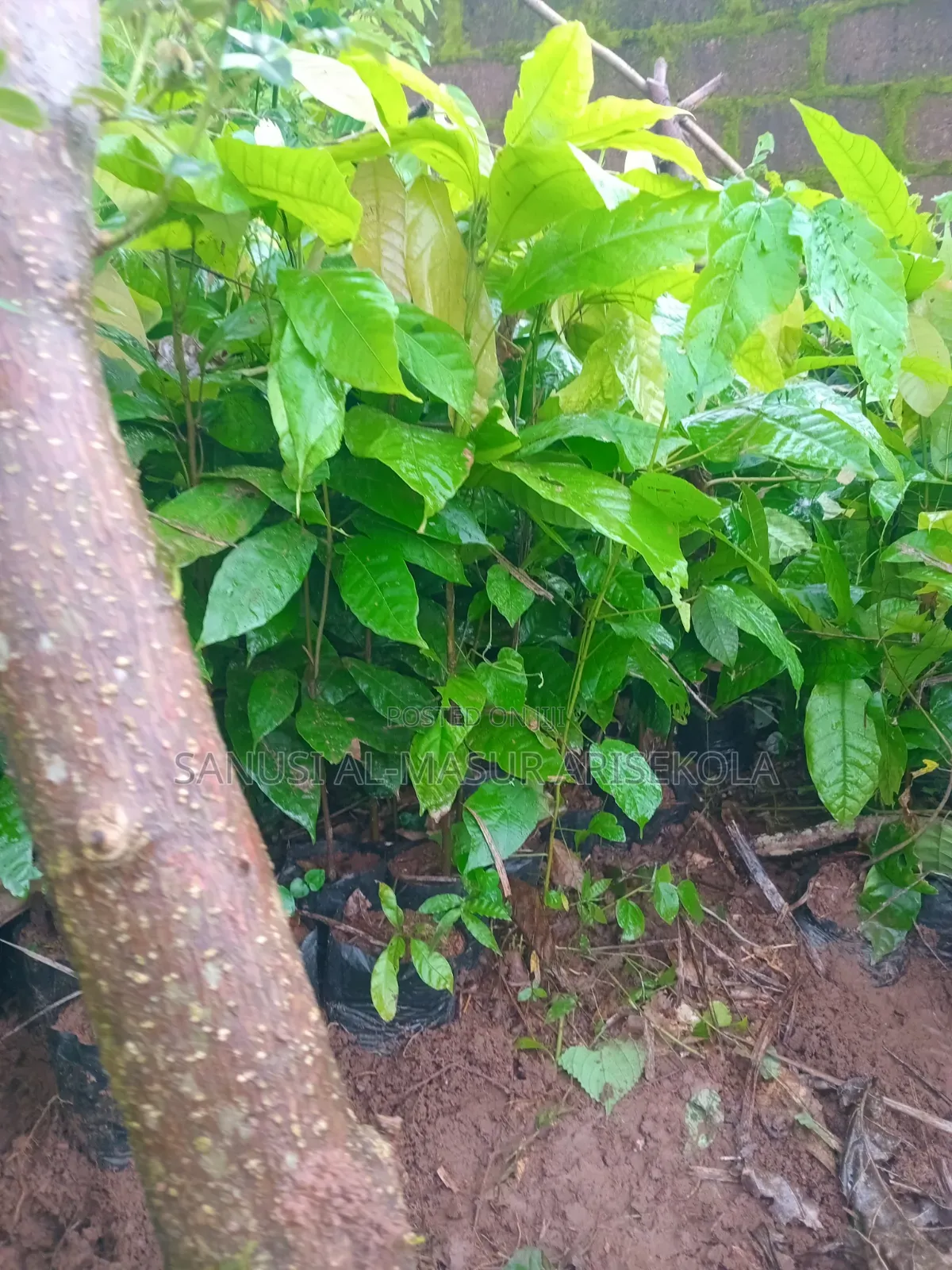 18 Months Hybrids Cocoa Seedlings
