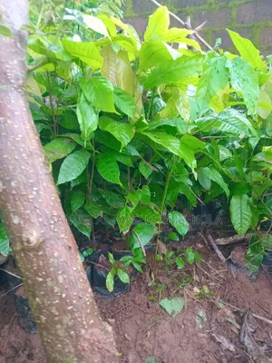 18 Months Hybrids Cocoa Seedlings
