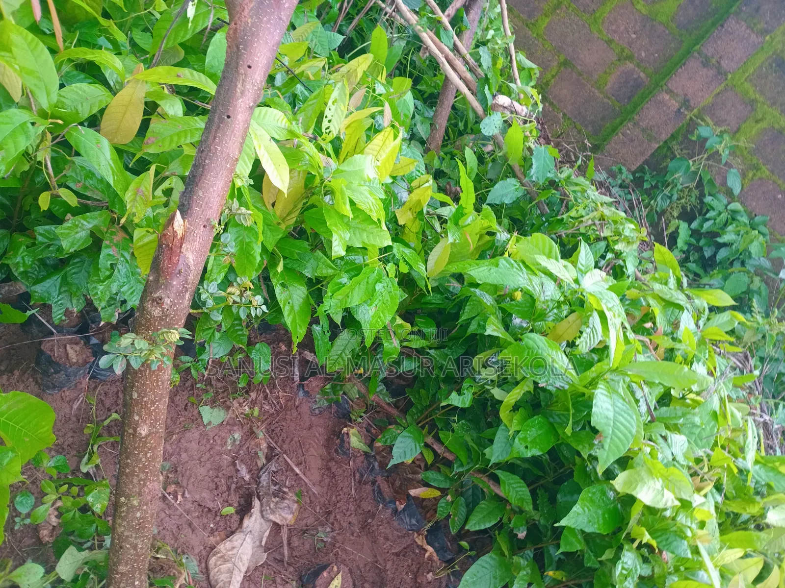 18 Months Hybrids Cocoa Seedlings