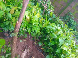 18 Months Hybrids Cocoa Seedlings
