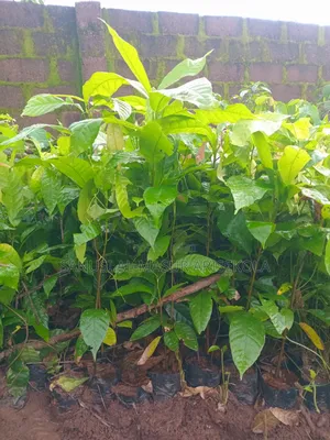 18 Months Hybrids Cocoa Seedlings