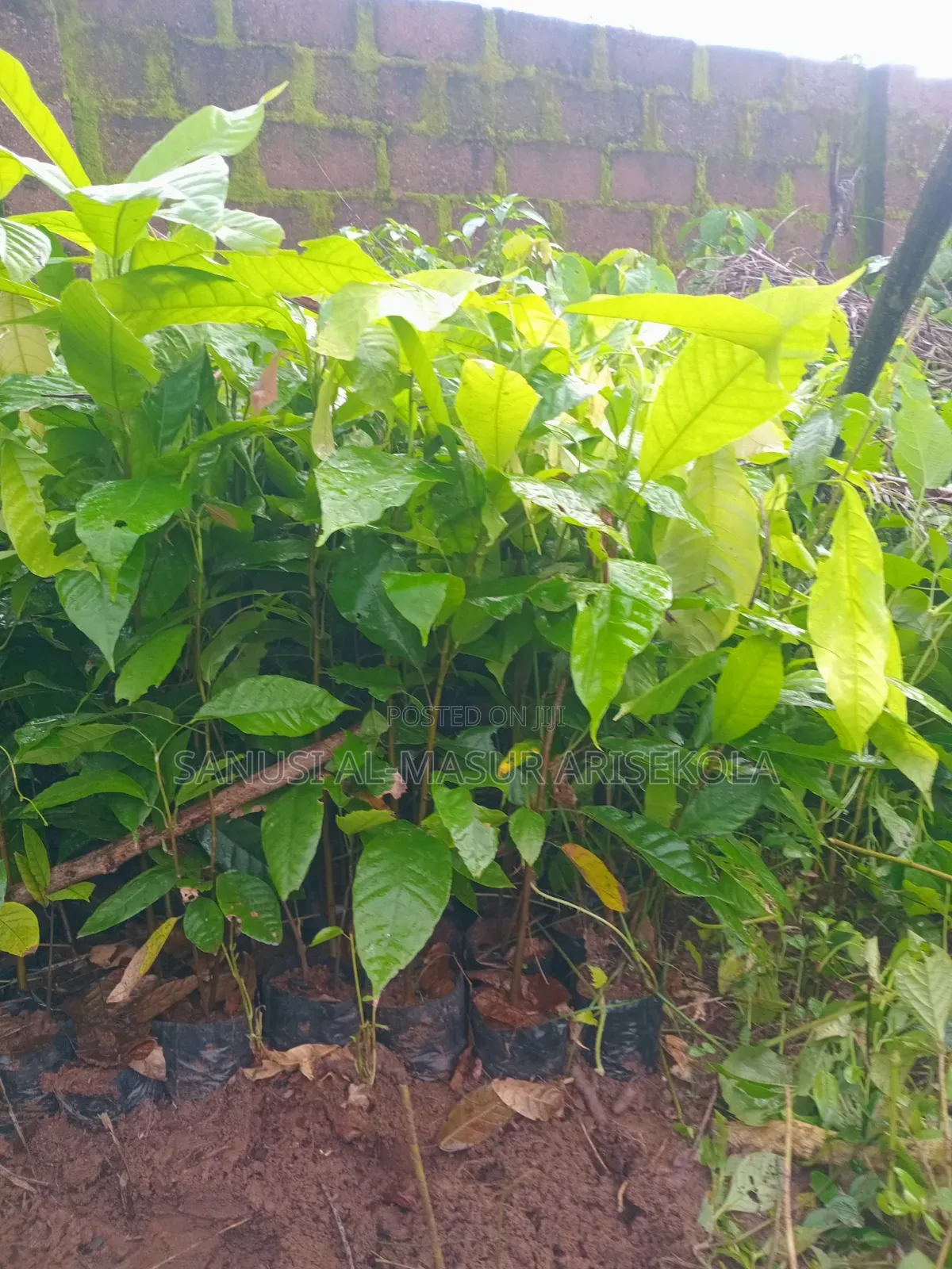 18 Months Hybrids Cocoa Seedlings