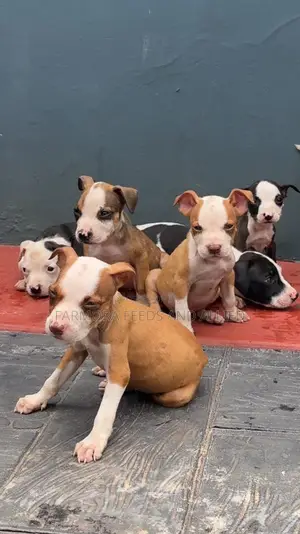 1-3 months Female Purebred American Pit Bull Terrier