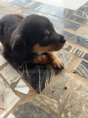 1-3 months Male Purebred Rottweiler