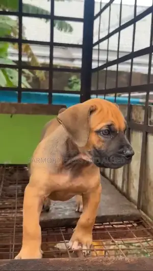 1-3 months Female Purebred Boerboel