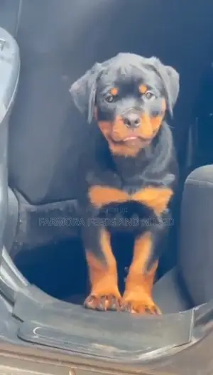 3-6 months Female Purebred Rottweiler