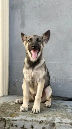 1-3 months Female Purebred German Shepherd