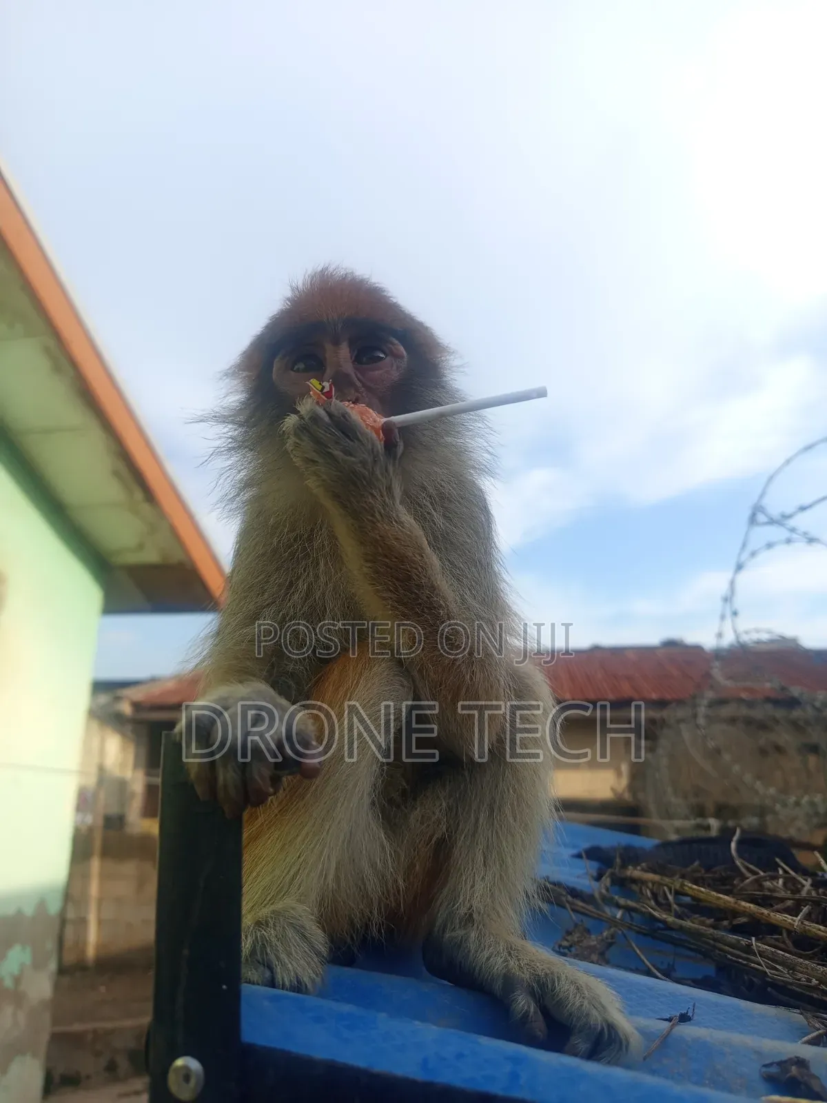 Adorable Monkey