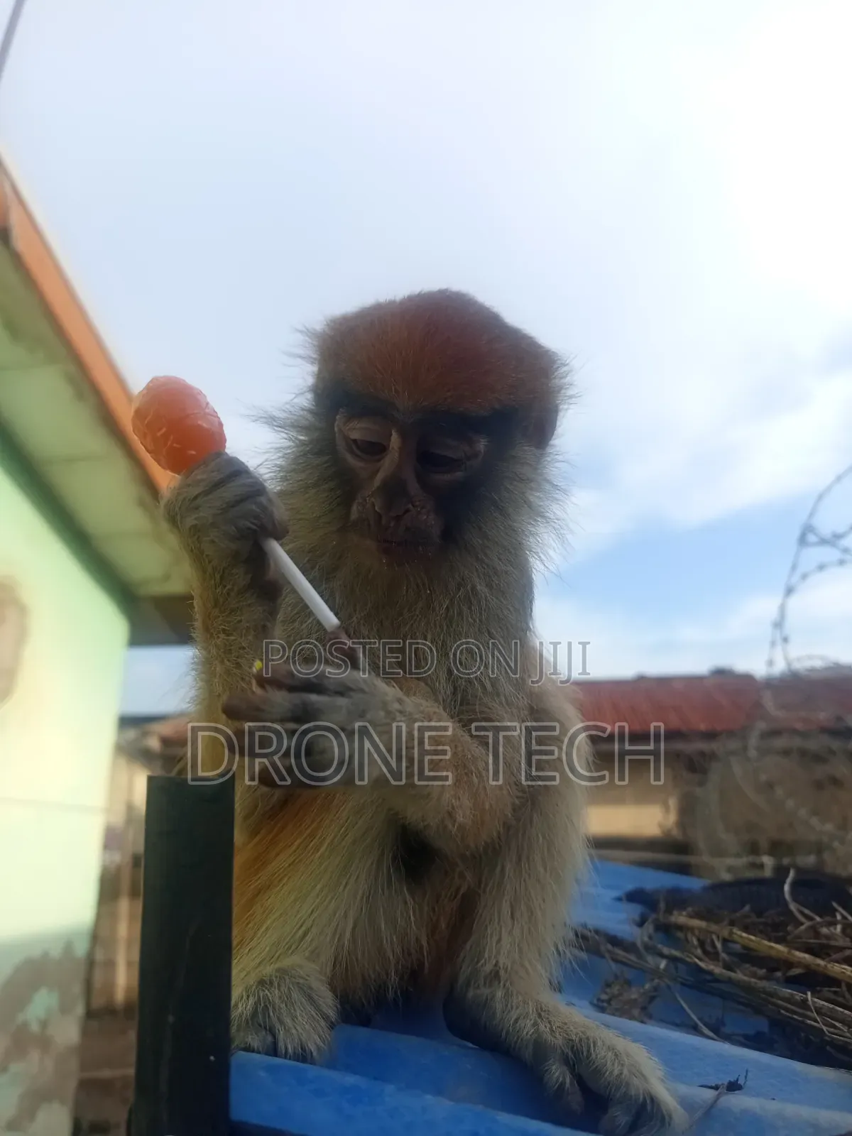 Adorable Monkey