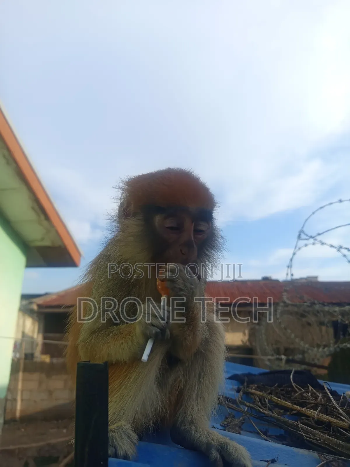 Adorable Monkey