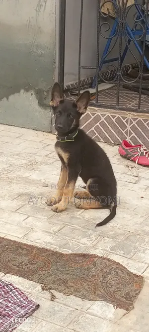 1-3 months Male Purebred German Shepherd