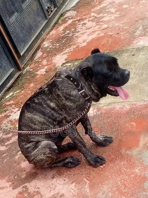 3-6 months Female Purebred Cane Corso