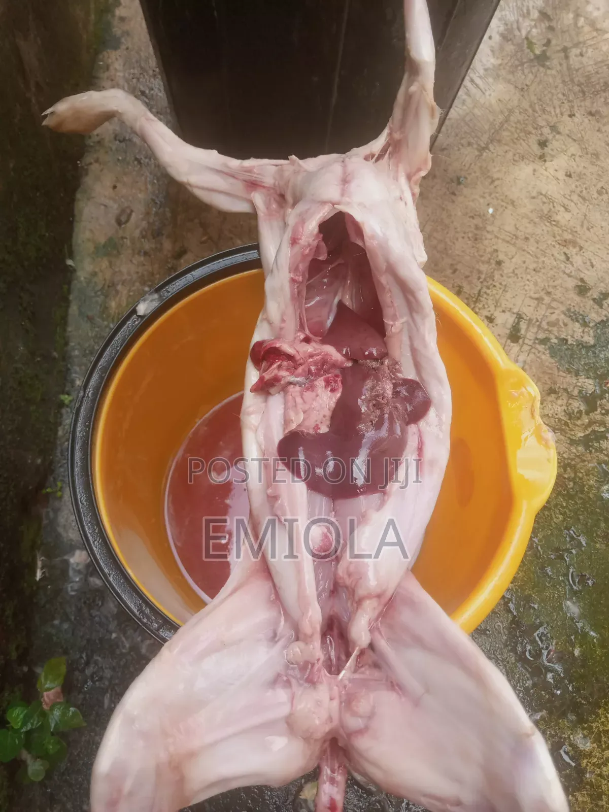 Fresh Rabbit Meat