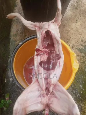 Fresh Rabbit Meat