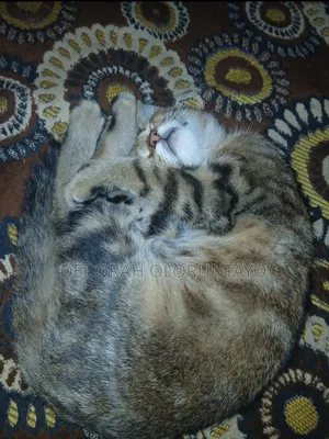 3-6 months Female Mixed Breed American Shorthair