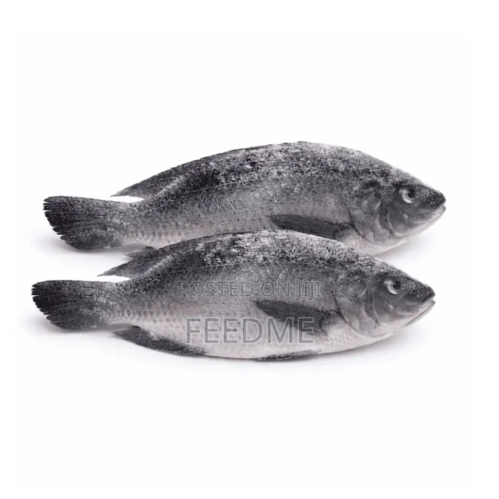 Fresh Tilapia