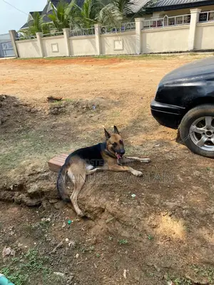 1+ year Male Purebred German Shepherd